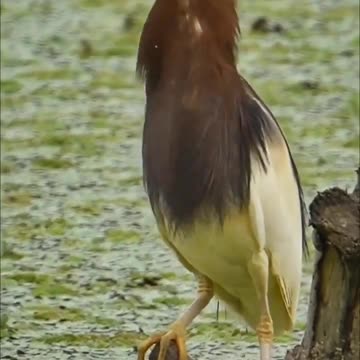 Birds catch fish fast #shorts