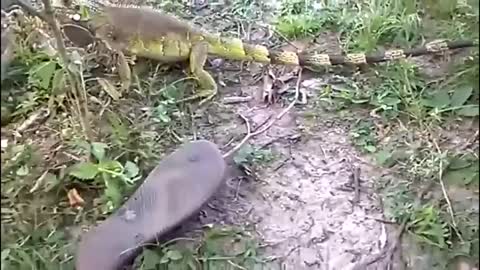 Very funny video DOG VS CHAMELEON WHO WINS THIS DISPUTE 2021