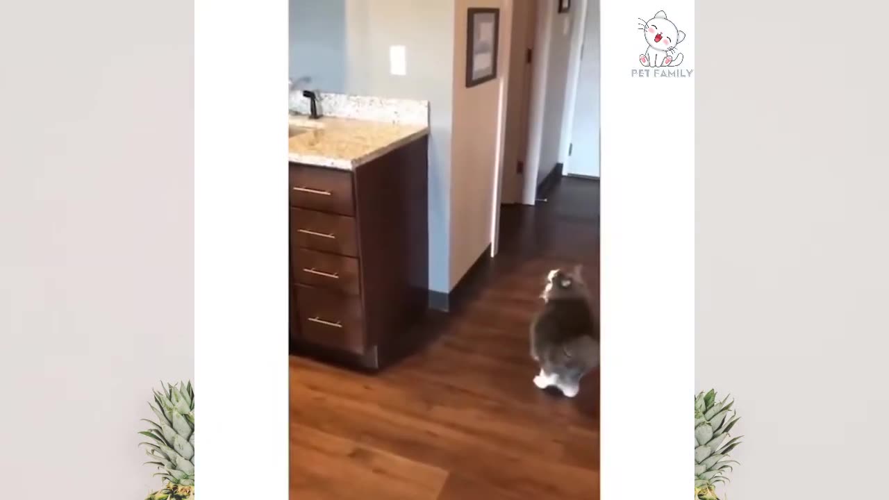 Cute And funny 😄🤣😄😄😄 animal