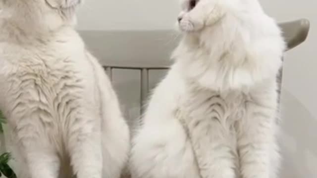 Cat comedy video funny video