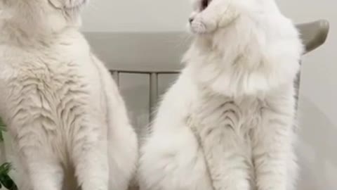 Cat comedy video funny video