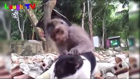 Funnesit monkey and cat
