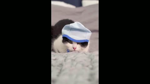 What does cat do under the pillow ???. can't full fun video