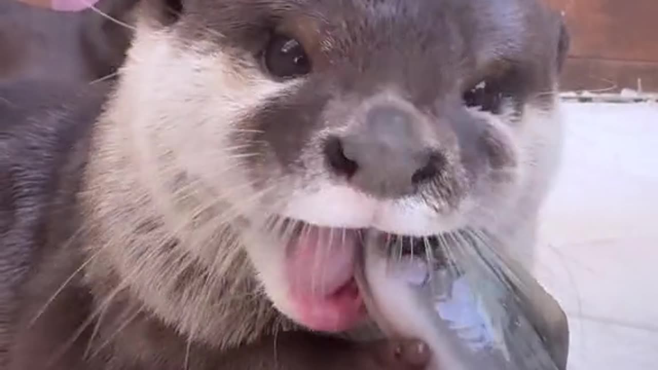 Otter Lunch