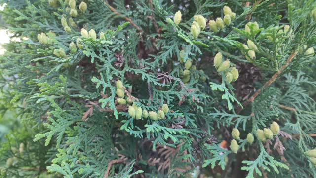 blooming thuja