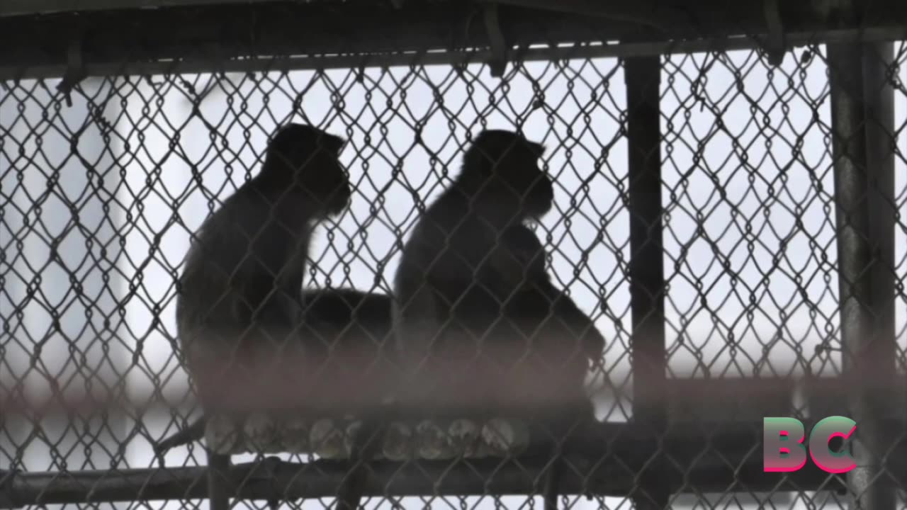 25 of 43 monkeys have been recovered after escaping a lab in South Carolina last week