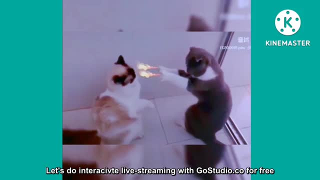 10 MINUTES OF CUTE CATS AND DOGS