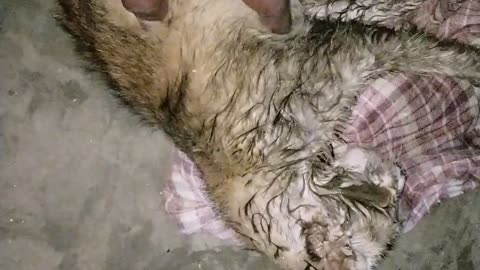 Cat eating poison and very painful death