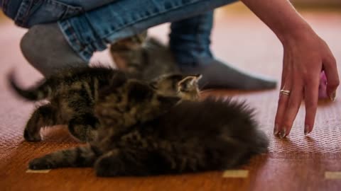 Two cute kittens play with person hand on floor