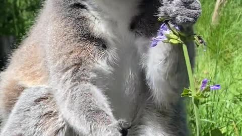 Cute Possum eats. 😍