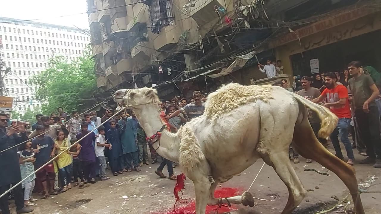 Camel Cutting Video