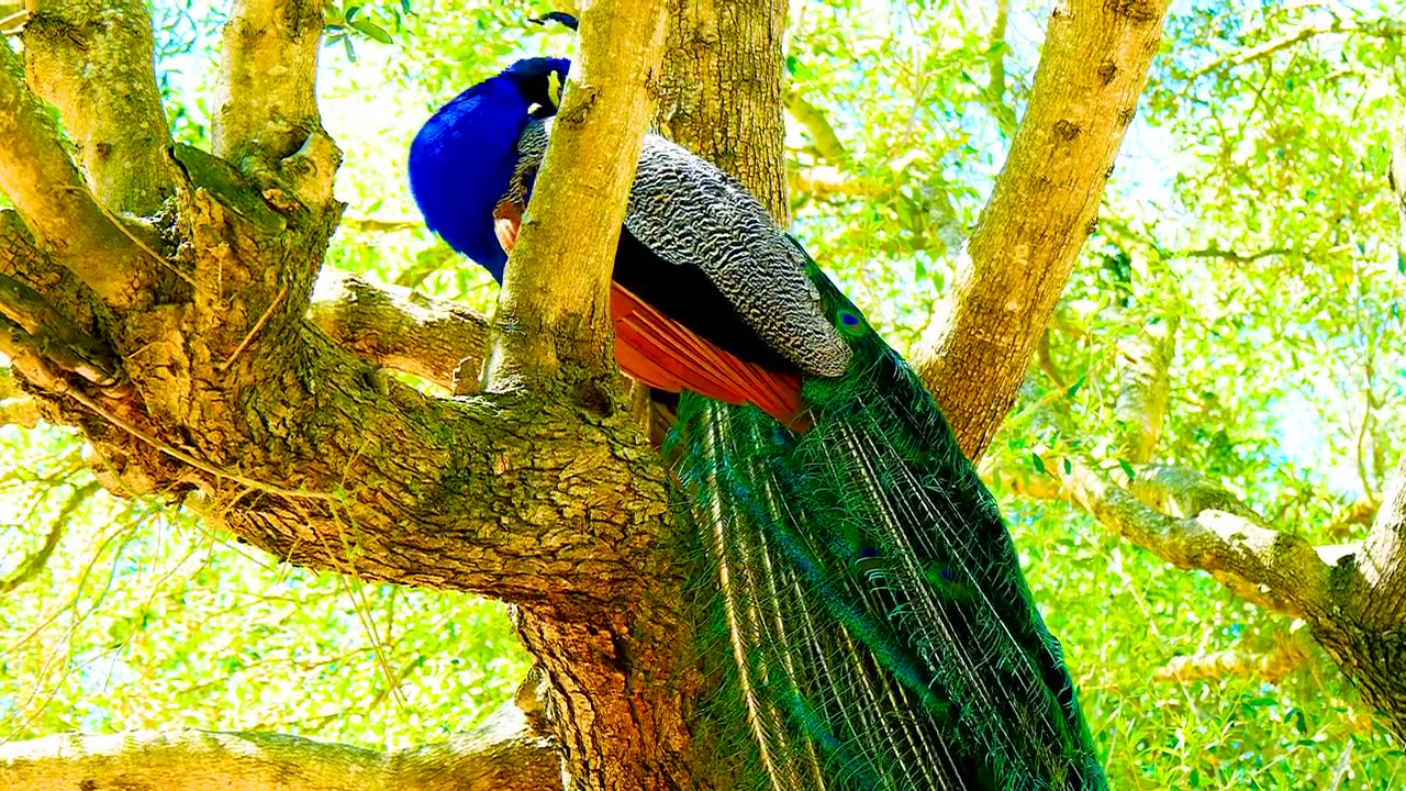 The PEACOCK bird beautiful Ultra HDR