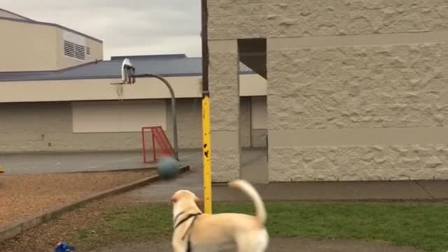 Lab plays tetherball by himself