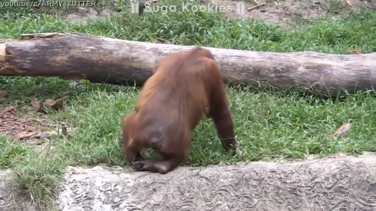 BTS Cute Animals Compilation
