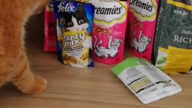 Fat cat eats snacks