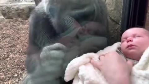 Mother Shares Unique Maternal Bond with Gorilla