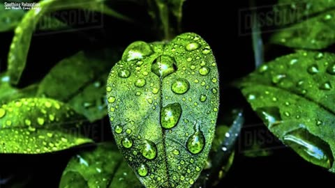 Soft Rain Sounds Relaxing Piano Music