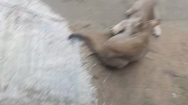villager cat playing with frend and enjoying morning time.🐈🐈