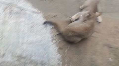 villager cat playing with frend and enjoying morning time.🐈🐈