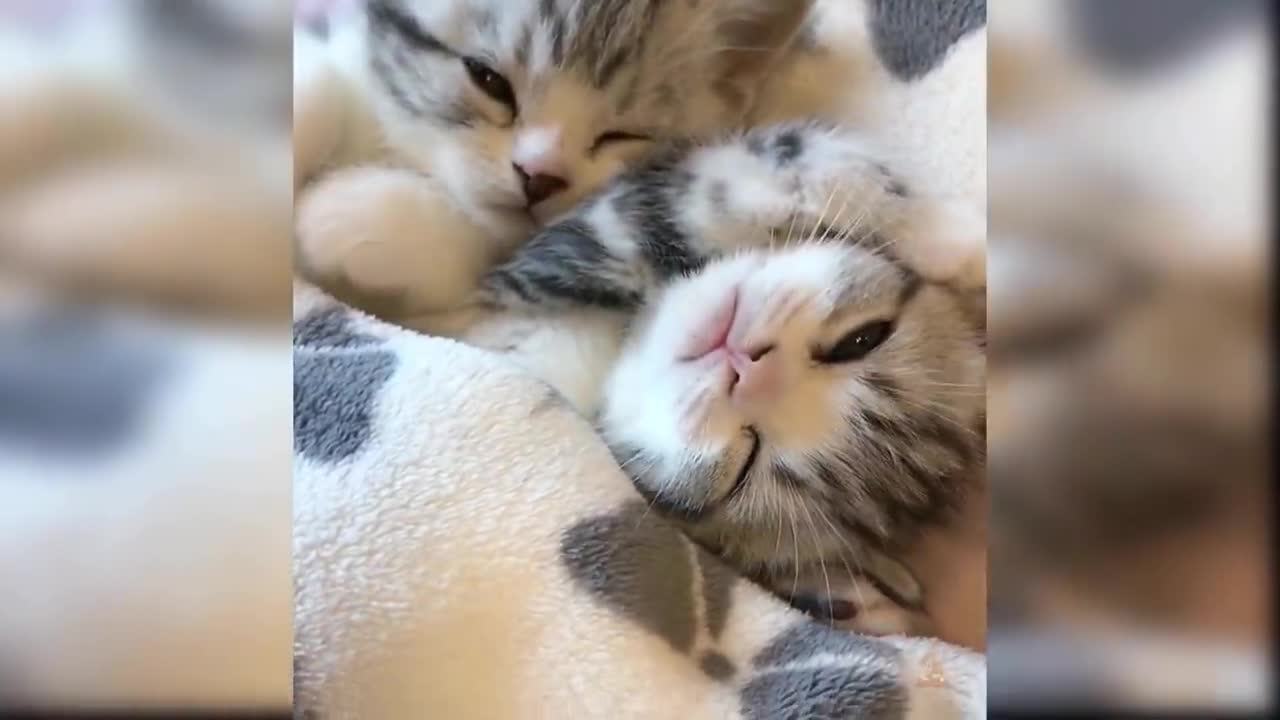 Cute Funny Cats Videos....