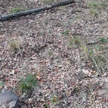 In the Woods With Tucker Carlson and Claire Bear