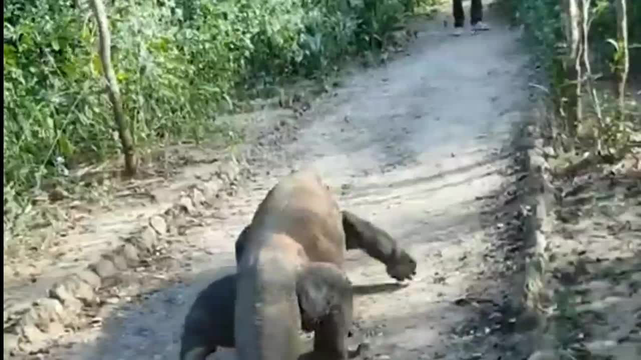 Komodo Dragon-Hulk on Rinca Island