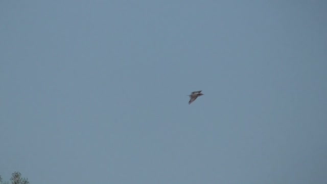 277 Toussaint Wildlife - Oak Harbor Ohio - Turkey Vulture In Flight