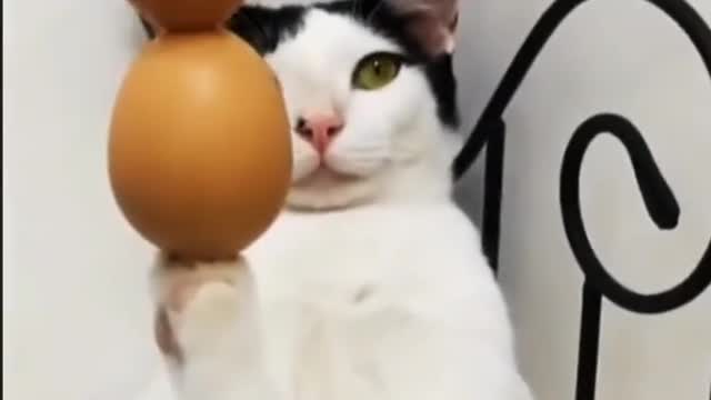 [Funny Collection] Season 6, Zorro the cat that makes people love and hate!