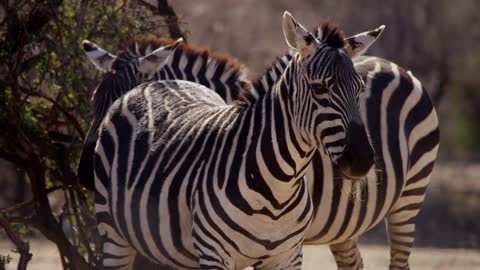 zebra