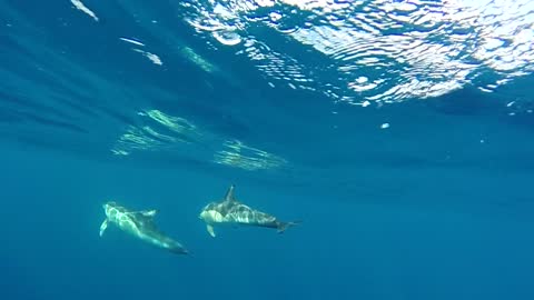 Dolphins swimming in open ocean by Videvo.