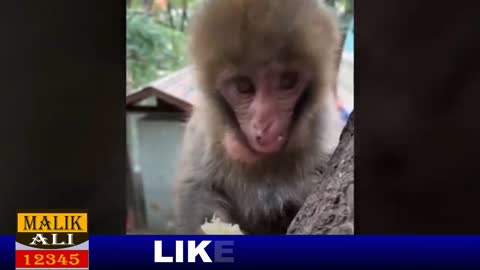 AMAZING ANIMALS VIDEO | BEAUTIFUL CATS AND MONKEYS VIDEO | MALIKALI12345