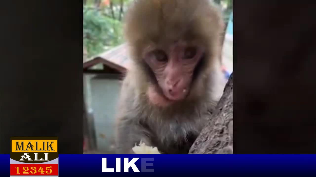 AMAZING ANIMALS VIDEO | BEAUTIFUL CATS AND MONKEYS VIDEO | MALIKALI12345