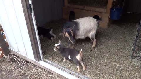 Baby goat trying to climb on mother's back