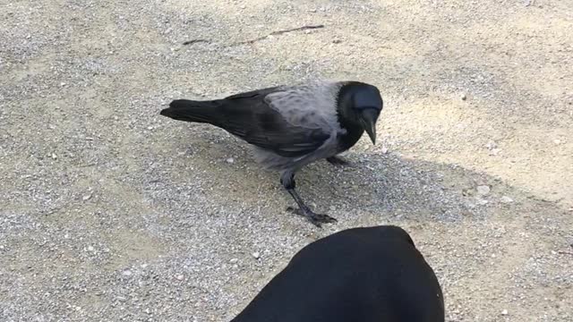 Crows at park playfully bully Dachshund dog