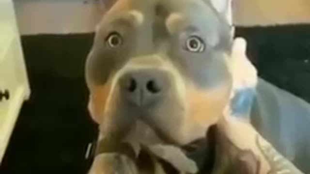 Funny Dog video
