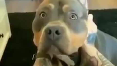 Funny Dog video