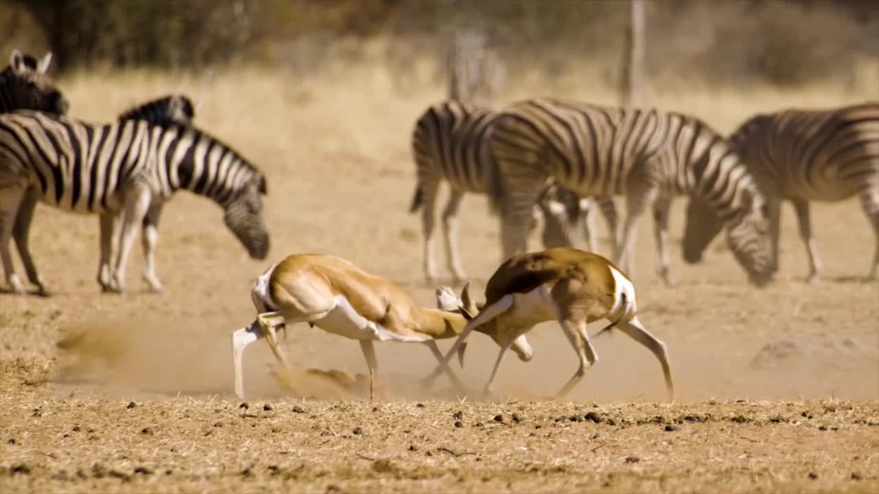 Two deer fight on tha ground and grunt zebra