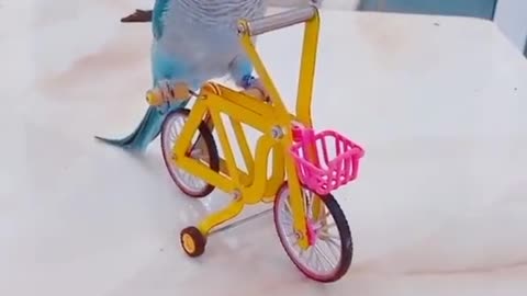 Best Funny Videos 2022 😂 - Funniest Parrot cycle running funny