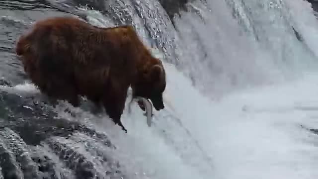 Bear attack the fish