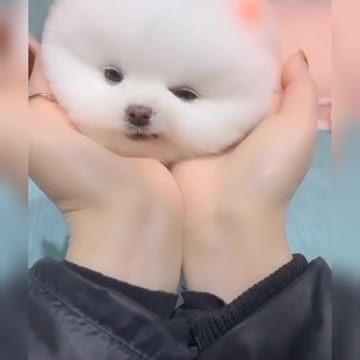 Funny Dog,Amazing Pets 🤣🤣🤣
