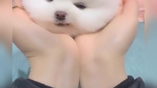 Funny Dog,Amazing Pets 🤣🤣🤣