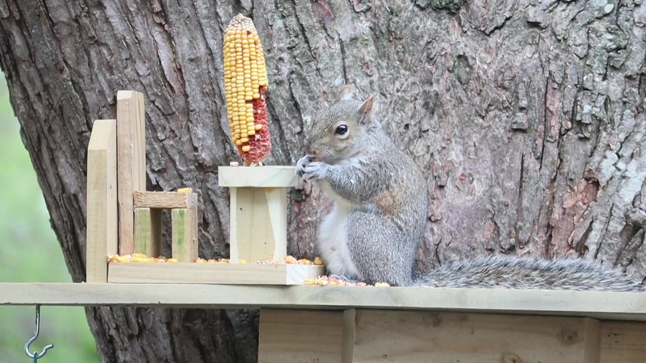 Rukhi eating corn bran