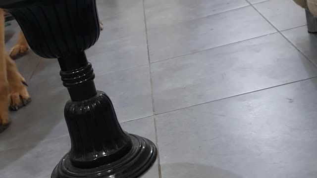 60 kg dog funny cleaning
