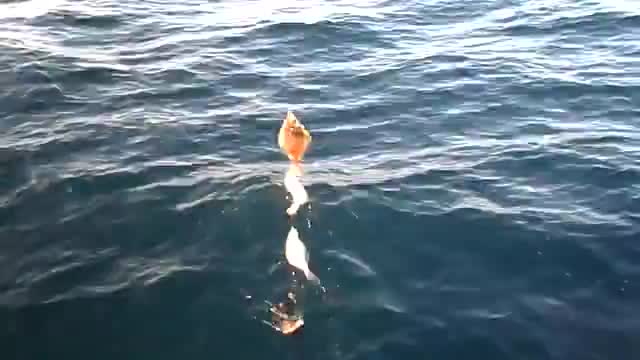 Fluke fishing on board