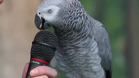 Talking Parrot | VOANews