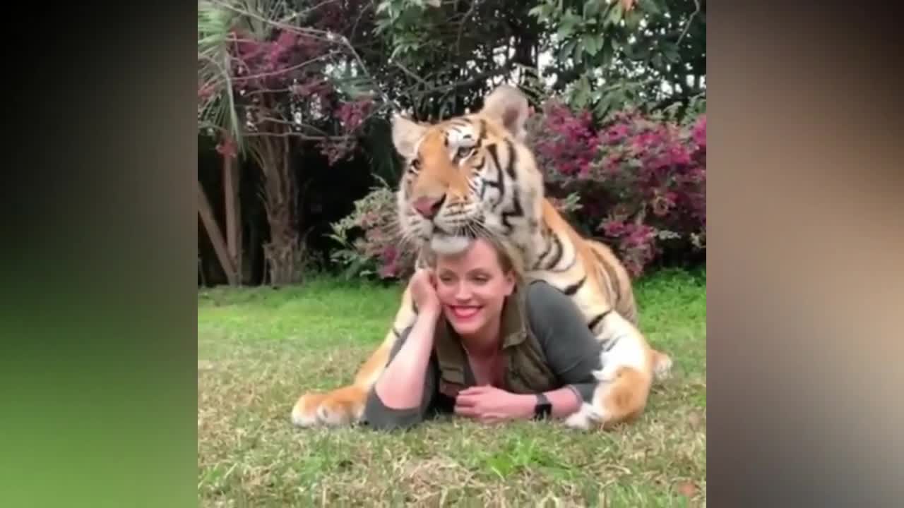 adorable lion plays with girl