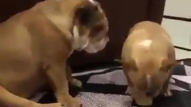 Dogs fight for fun