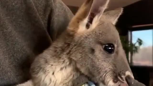 Cute Baby Kangaroo is cozy in his Mama's arms