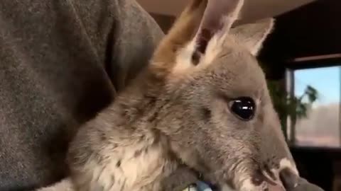 Cute Baby Kangaroo is cozy in his Mama's arms