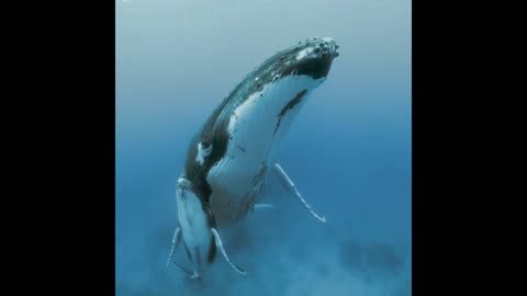 🔥 A female humpback whale swims and protects her baby.